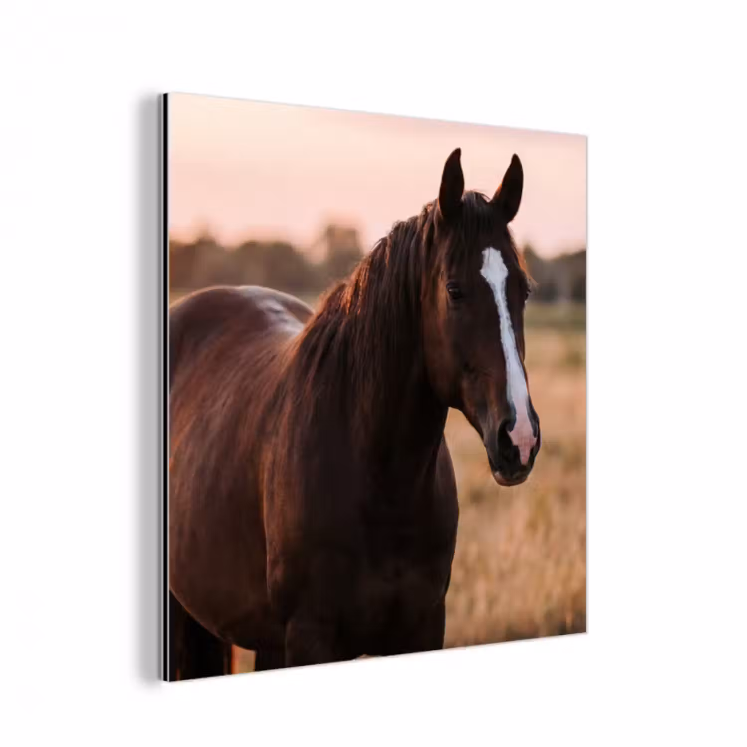 Alu-Dibond-Bild - Pferd - Sonnenuntergang - Braun