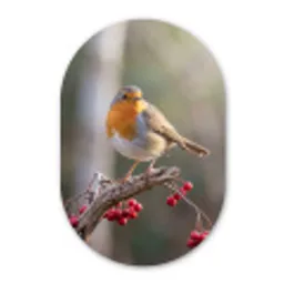 Roodborst - Tak - Bessen - Natuur Wandcirkel Ovaal Forex klein -3d