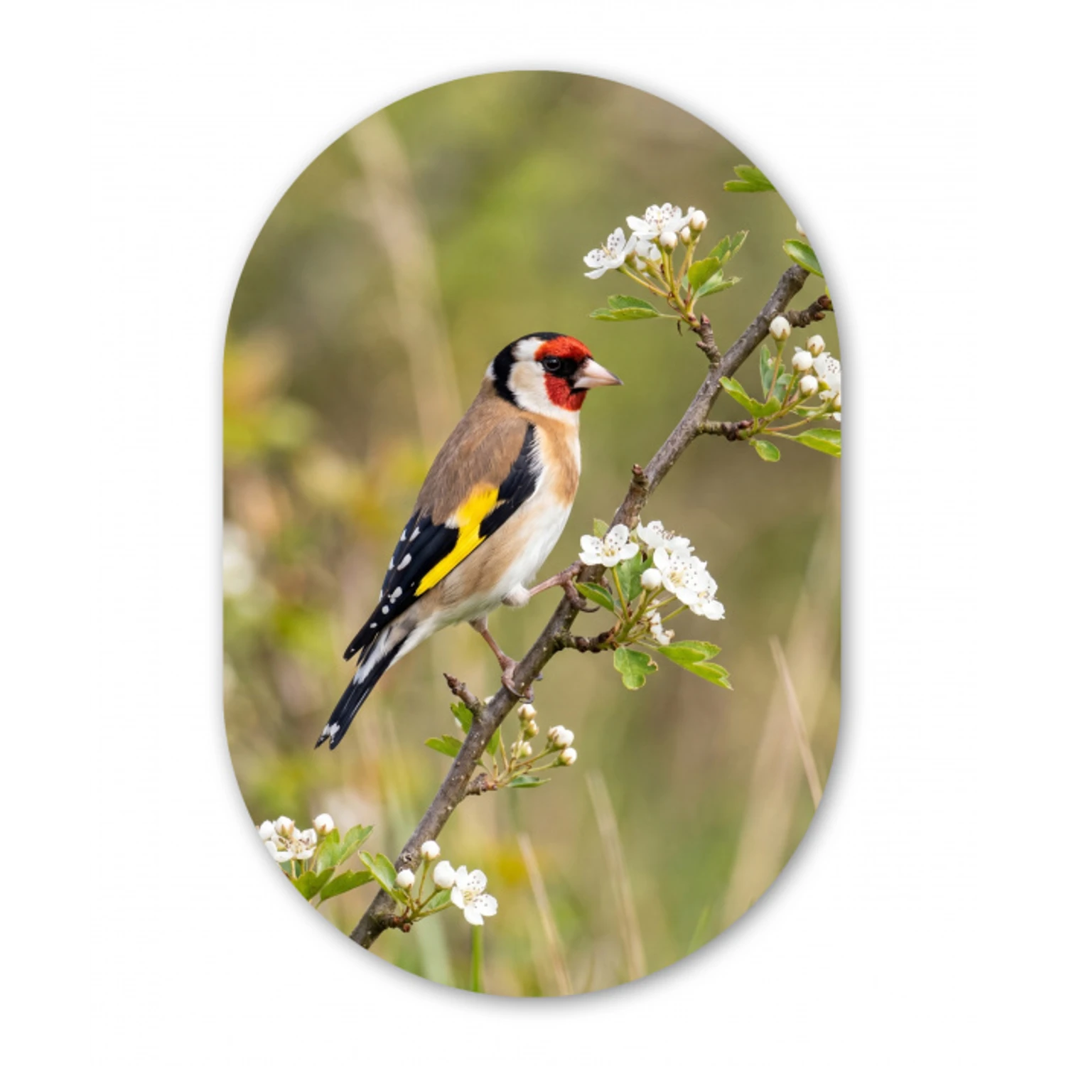 Putter - Bloesem - Lente - Natuur - Kleurrijk Wandcirkel Ovaal Forex klein -3d