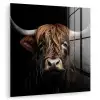 Schotse hooglander - Portret - Zwart - Dier plexiglas 5mm klein -zzzproduct_nieuw