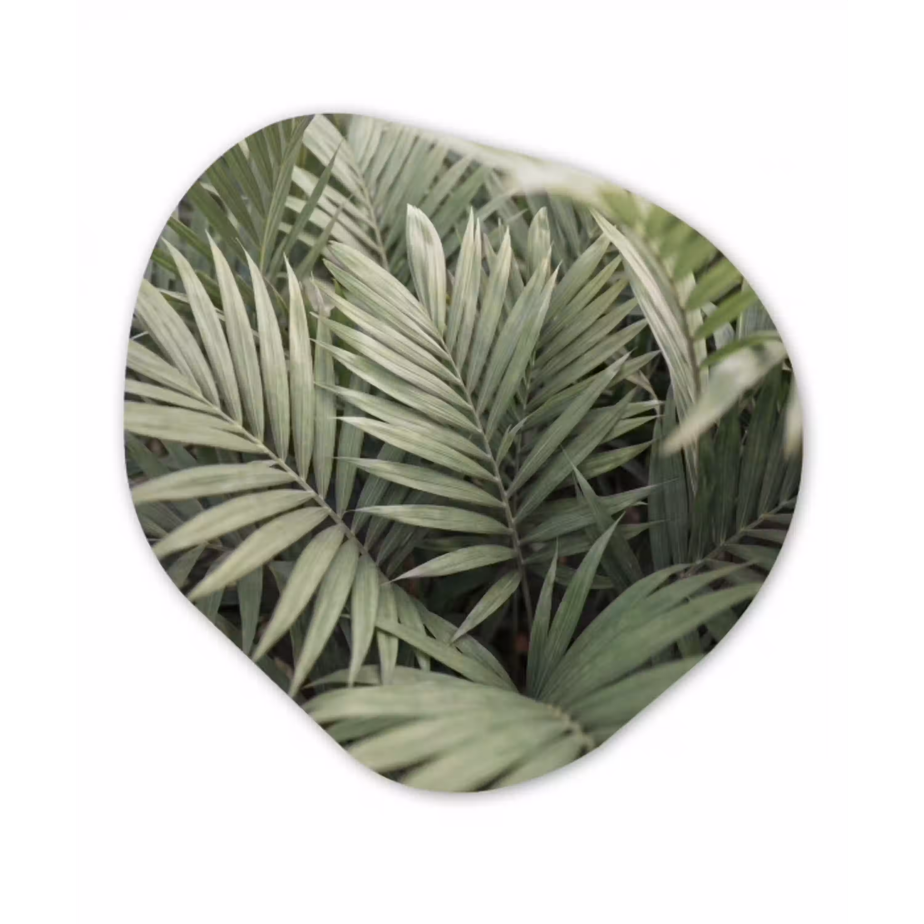 Plant - Palmbladeren - Natuur - Groen Wandcirkel Organisch Aluminium middel -3d