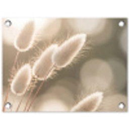 Hazestaartgras - Wit - Zonlicht tuinposter los doek klein -3d