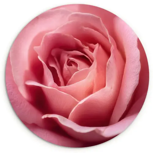 Roze - Roos - Romantisch Wandcirkel kunststof plaat 5mm dik klein -3d