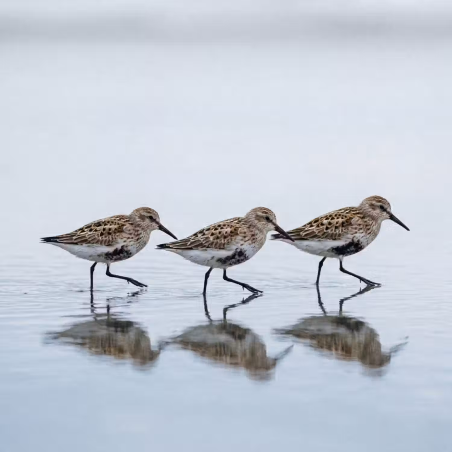 Tapete - Vögel - Wasser - Grau