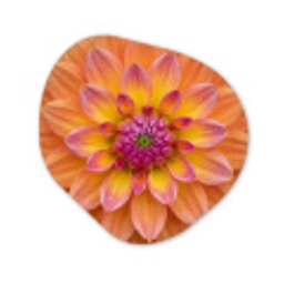 Dahlia - Bloem - Oranje Wandcirkel Organisch Aluminium middel -3d
