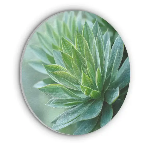 Blad - Plant - Groen - Textuur Akoestische PET Vilt - Rond klein -3d