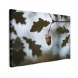 Eikel - Eikenblad - Bos - Herfst - Natuur canvas 2cm klein -z3d