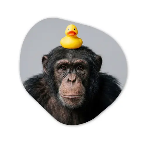 Chimpansee - Badeend - Grijs Wandcirkel Organisch Forex 3mm klein -3d