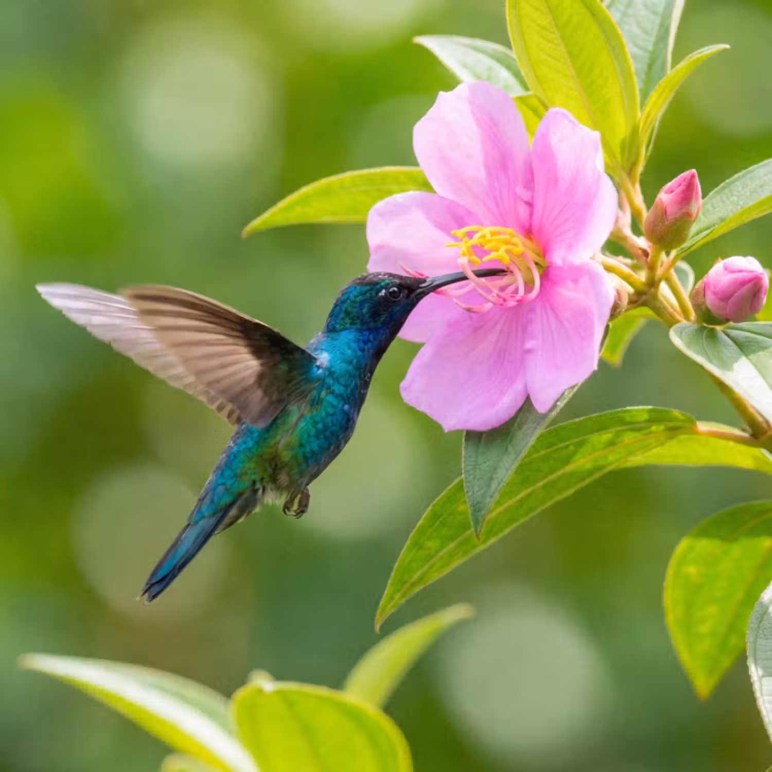 Tapete - Kolibri - Blume - Natur - Grün