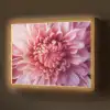 Dahlia - Bloem - Close up - Roze Light Box met batterij (Wandlamp) middel -z3d_website