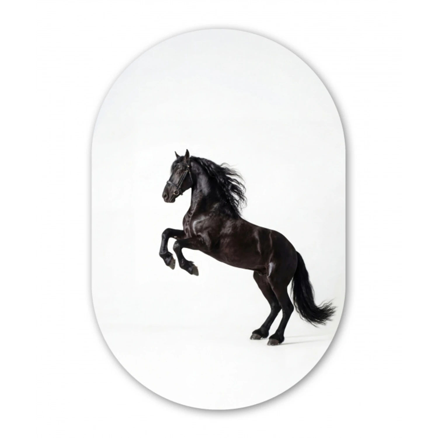Zwart - Paard - Portret Wandcirkel Ovaal Aluminium middel -3d