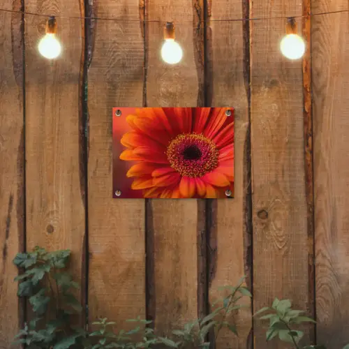 Oranje - Gerbera - Intens tuinposter los doek klein -sfeer1