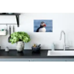 Papegaaiduiker - Portret - Natuur Muursticker klein -keuken