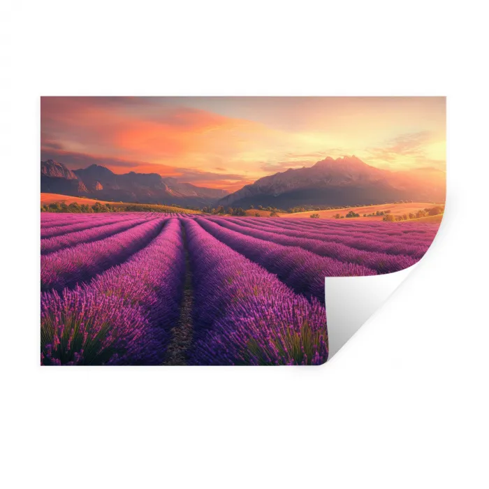 Lavendelveld - Zonsondergang - Paars Muursticker klein -3d