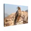 Valk - Vogel - Rots - Macht Tuinposter op houten frame 2 cm dik klein -3d
