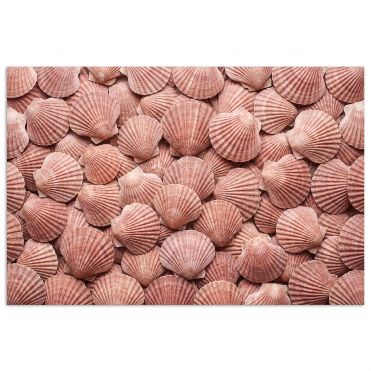 Schelpen - Patroon - Roze poster papier klein -3d
