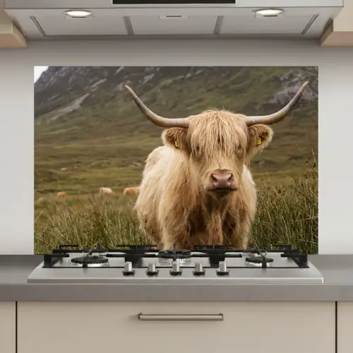 Schotse hooglander - Bergen - Grasveld keuken achterwand spatscherm klein -3d_website