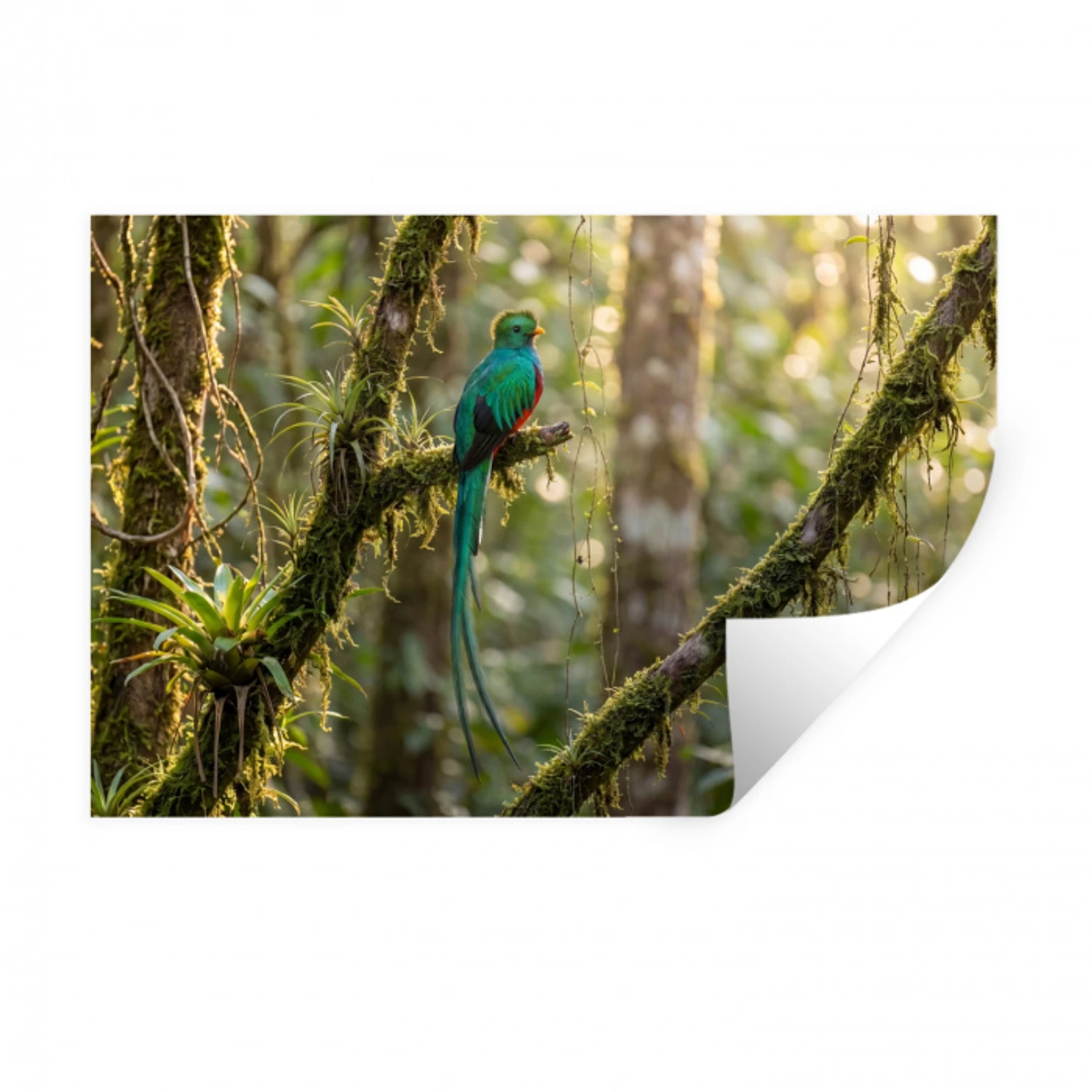 Quetzal - Jungle - Natuur - Groen Muursticker klein -3d