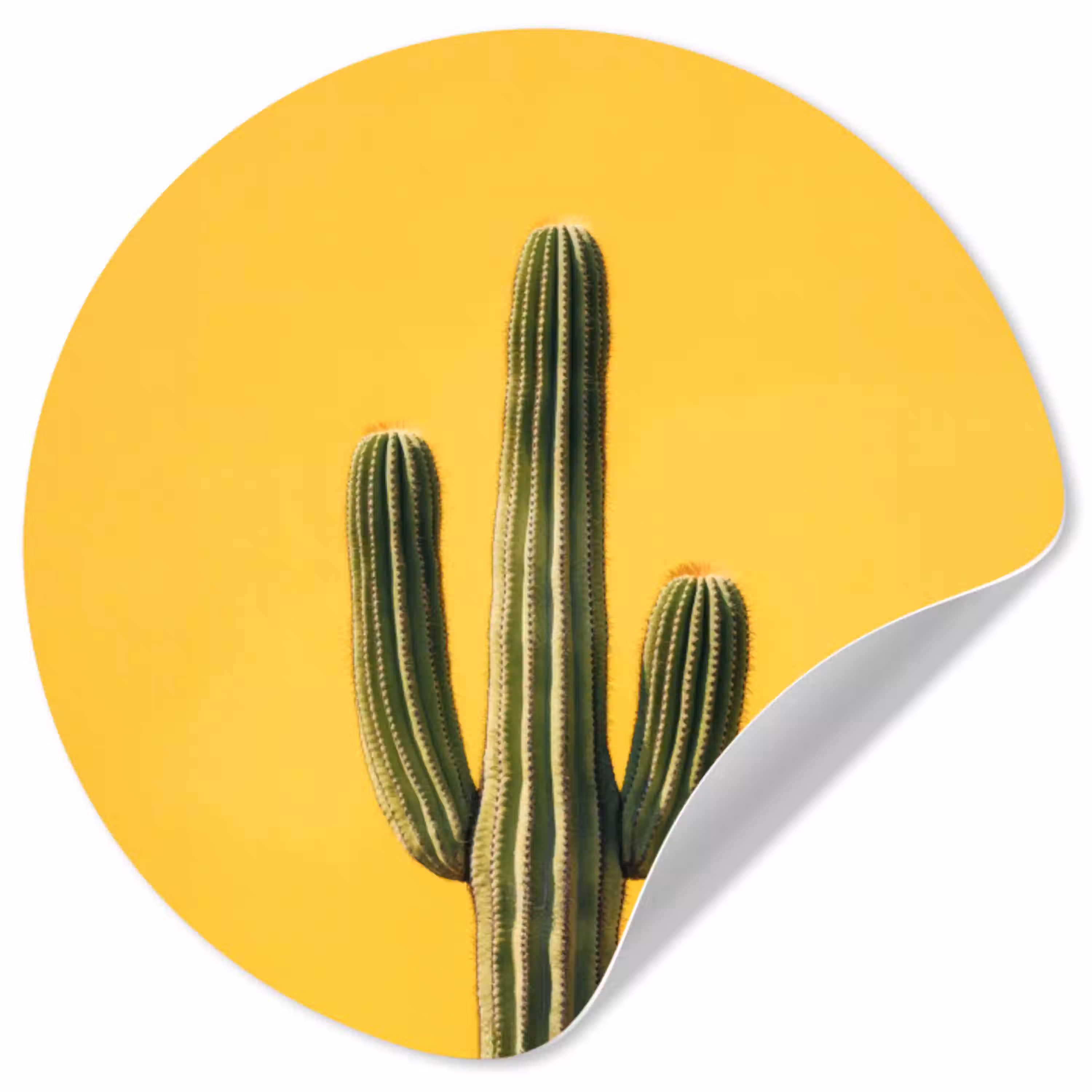 Cactus - Groen - Minimalistisch Wandcirkel behangsticker klein -3d