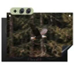 Zeearend - Vliegen - Bos - Natuur Inductie beschemer met haakjes klein -3d