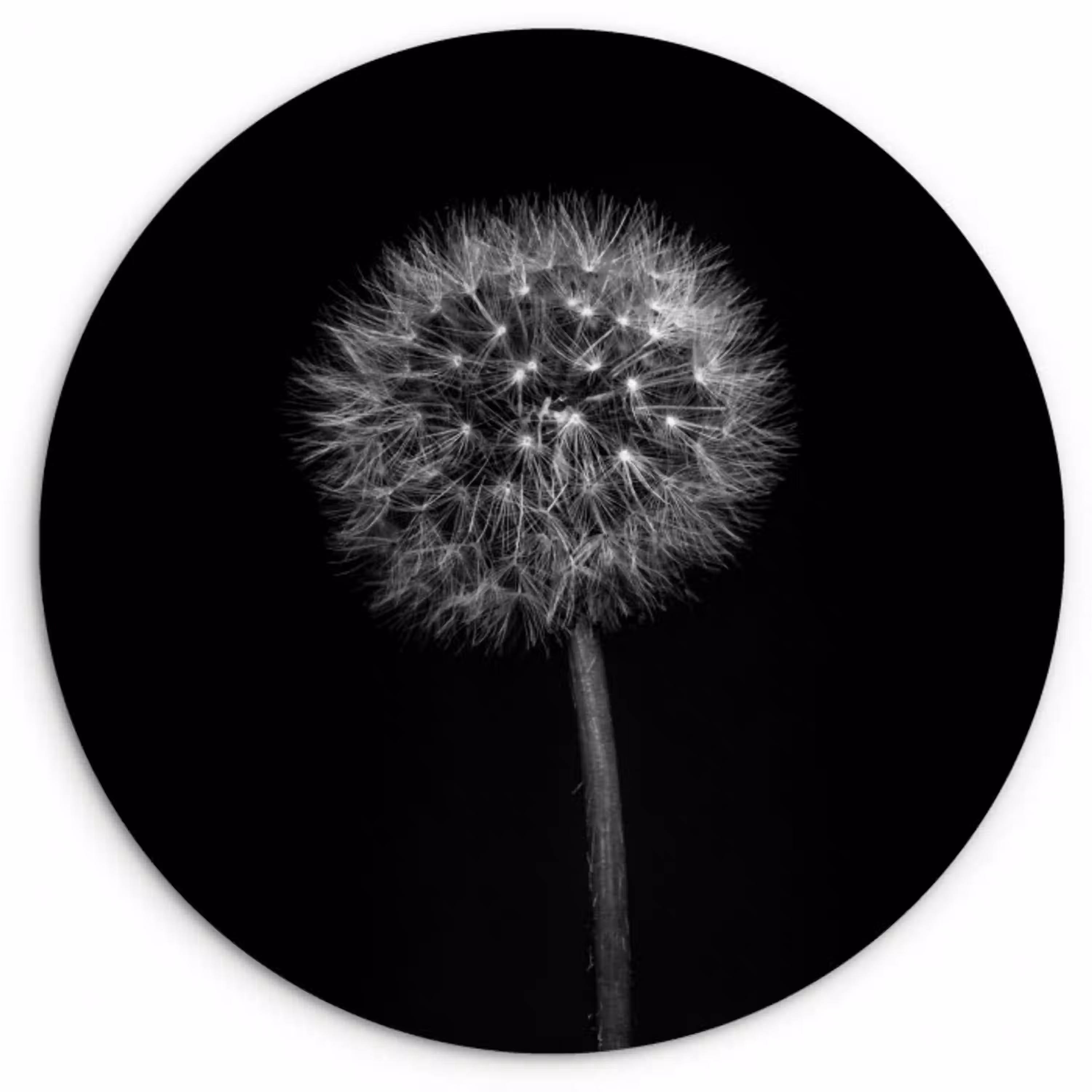 Paardenbloem - Zwart - Bloemen - Botanisch Wandcirkel kunststof plaat 5mm dik klein -3d