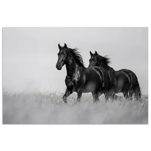 Paarden - Gras - Zwart - Wit poster papier klein -3d