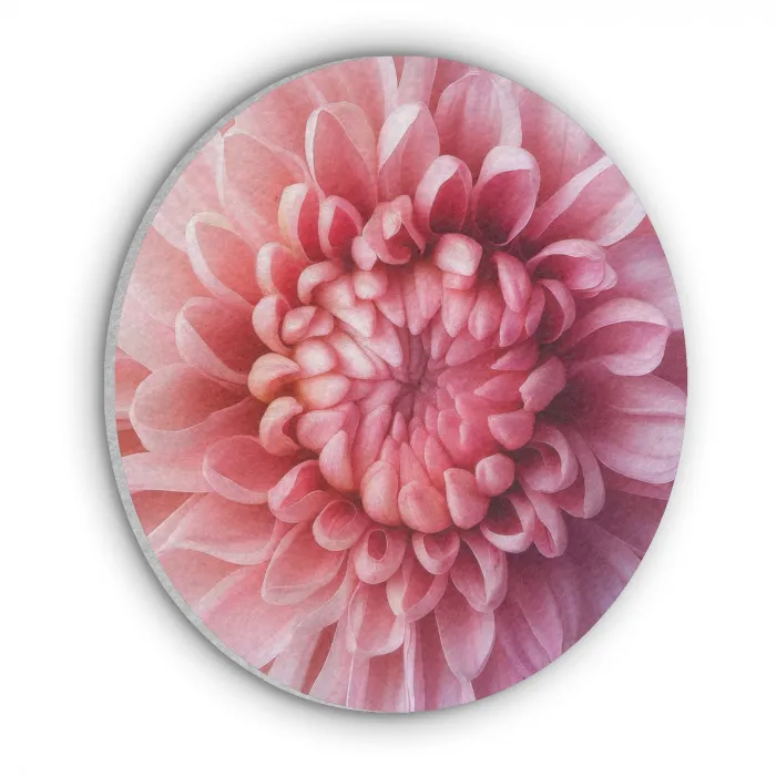 Dahlia - Bloem - Close up - Roze Akoestische PET Vilt - Rond klein -3d