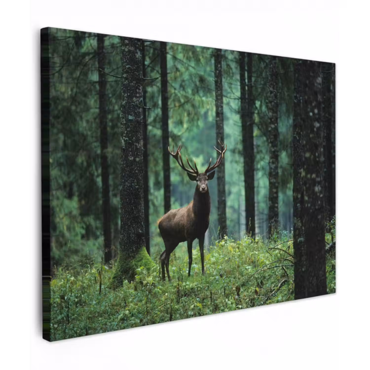 Leinwandbild - Hirsche - Wald - Bäume - Tiere - Natur