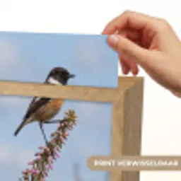 Roodborsttapuit - Heide - Paars - Natuur - Sfeervol Light Box met kabel (Kinderlampje) klein -USP_websiteprintNL