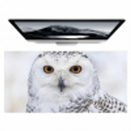 Sneeuwuil - Oog - Wildlife - Wit Muismat XXL klein -zzz3d