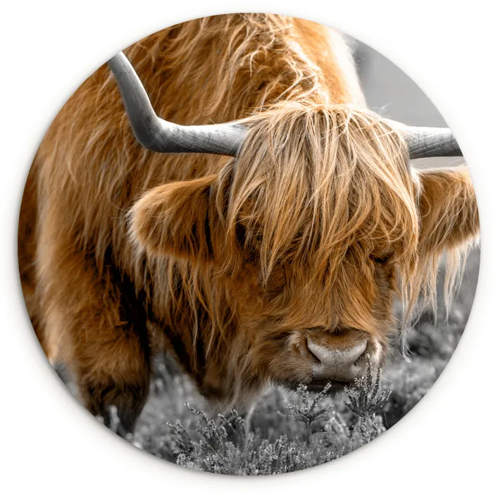 Schotse Hooglander - Dieren - Bruin - Koe - Zwart - Wit - Natuur Wandcirkel kunststof plaat 5mm dik klein -3d