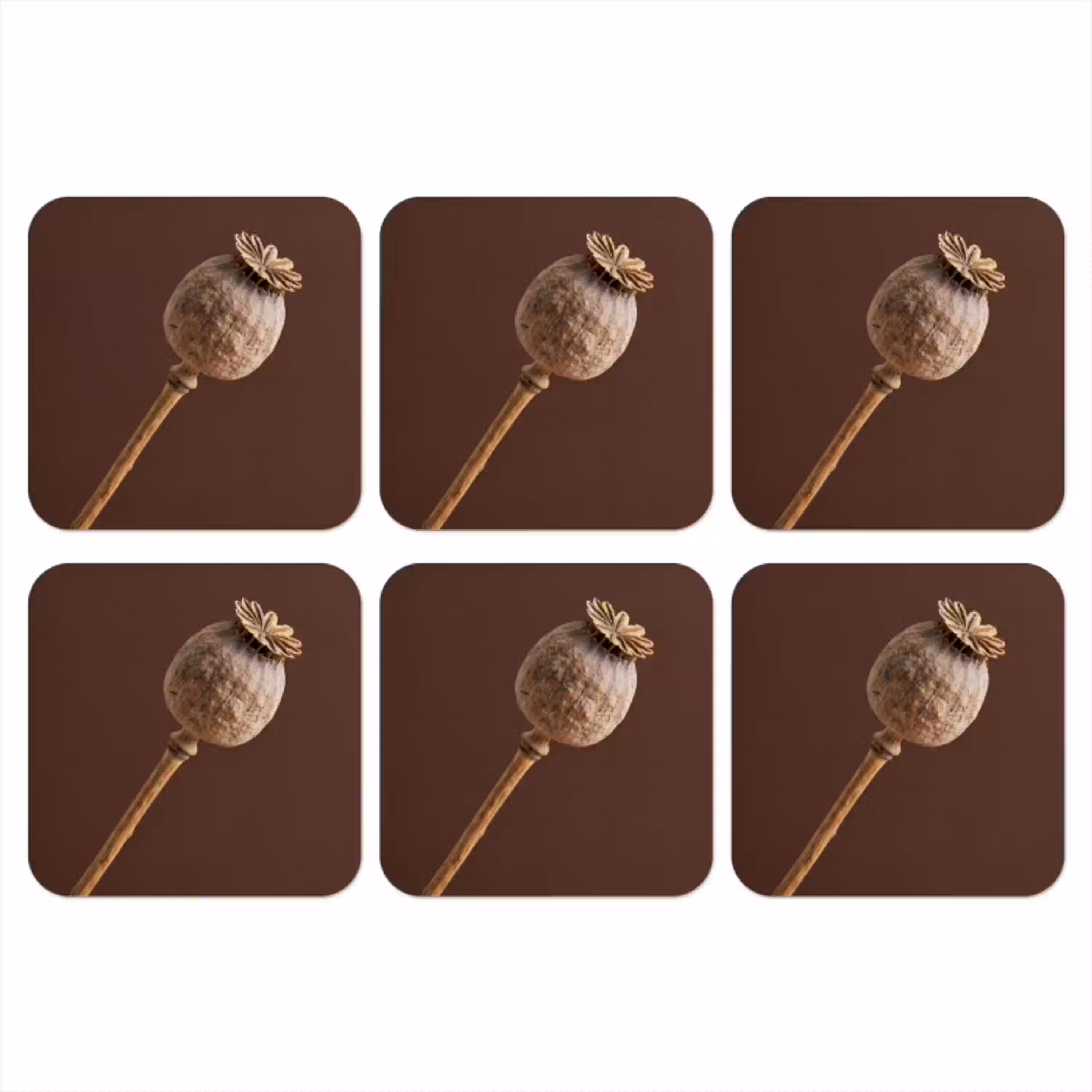 Papaverbol - Droogbloem - Bruin - Minimalistisch onderzetter kurk middel -3d