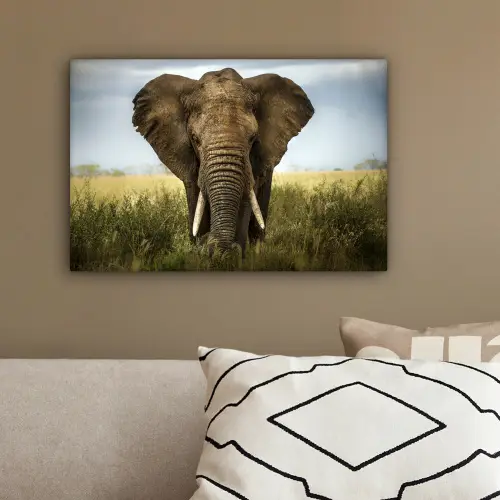 Olifant - Natuur - Gras - Dieren - Landschap canvas 2cm klein -sfeer3