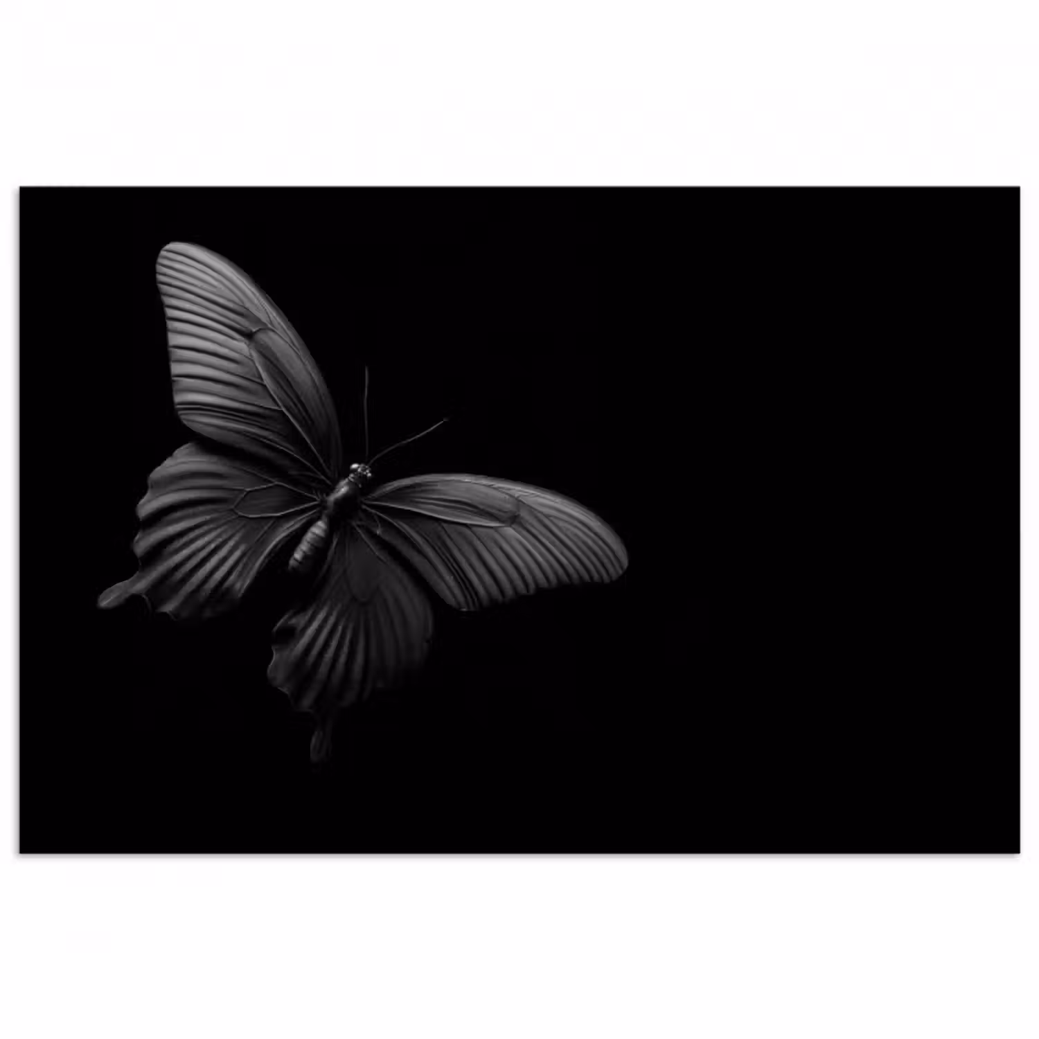 Poster - Schmetterling - Schwarz - Insekt - Tiere