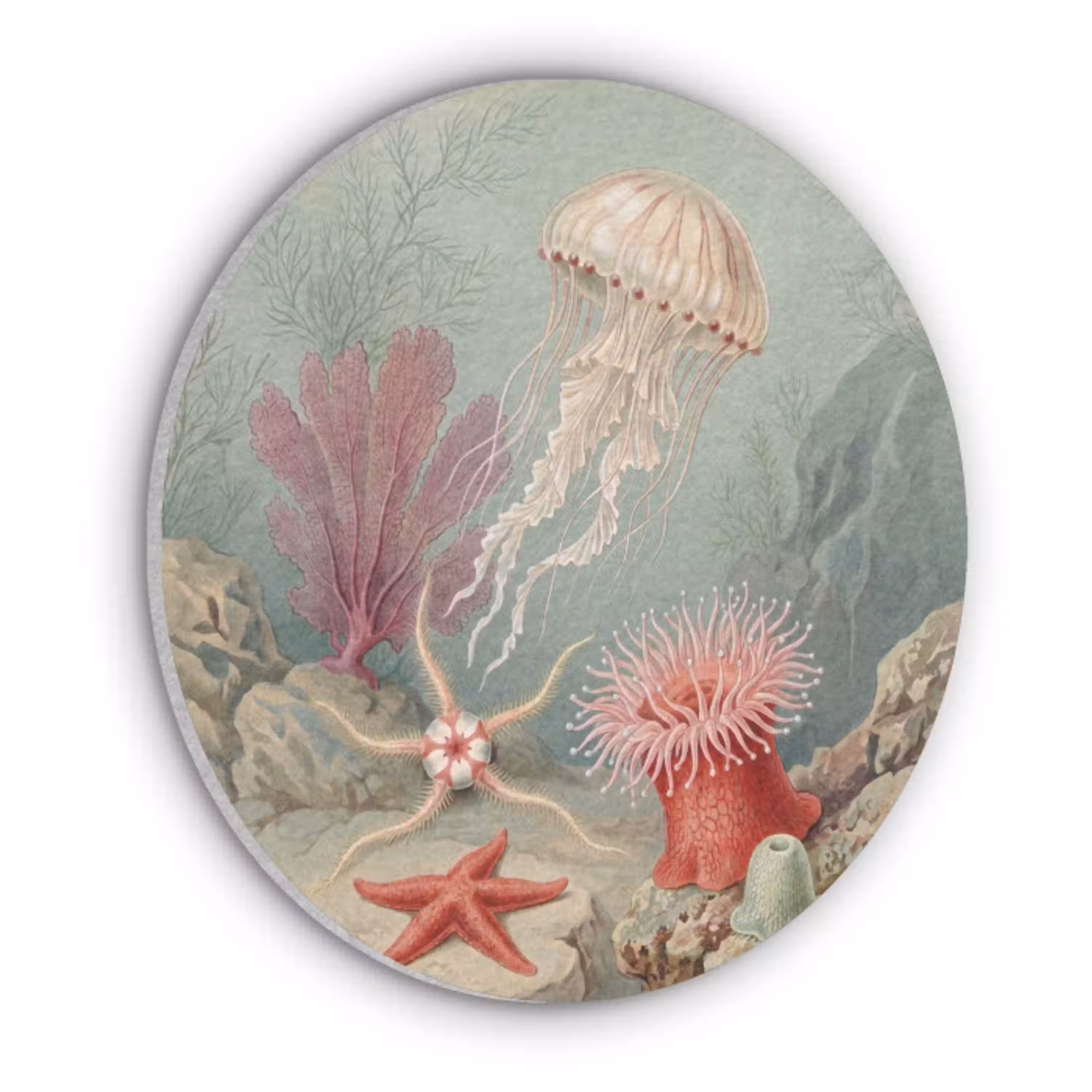 Zeeleven - Kwal - Onderwater - Illustratie - Beige Akoestische PET Vilt - Rond klein -3d