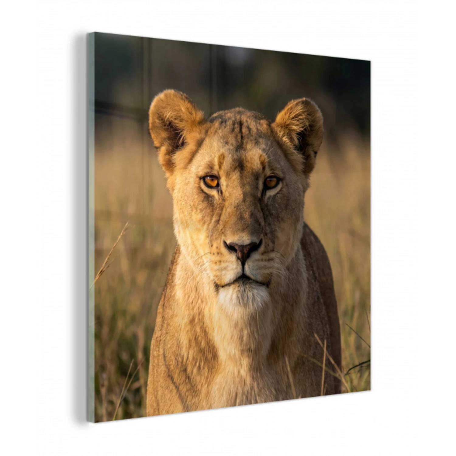 Leeuwin - Gras - Geel plexiglas 5mm klein -z3d