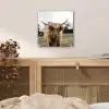 Schotse Hooglander -  Koe - Gras - Dieren - Natuur plexiglas 5mm klein -sfeer4
