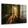 Zon - Bomen - Bos - Landschap - Natuur plexiglas 5mm klein -zzzproduct_nieuw