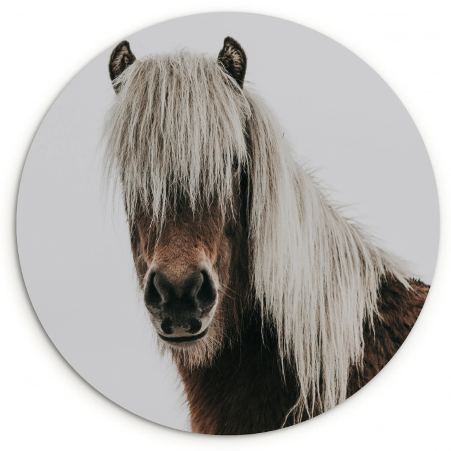 Paarden - Dieren - Portret - Bruin - Wit Wandcirkel kunststof plaat 5mm dik klein -3d