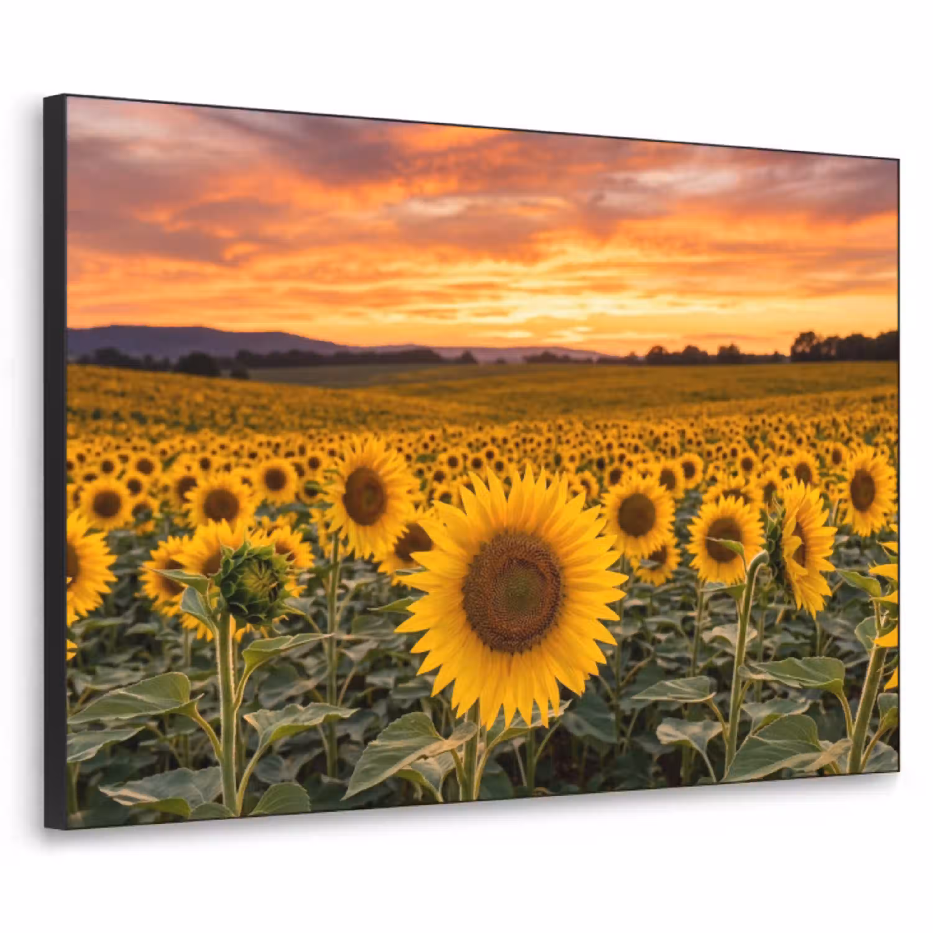 Zonnebloemen - Heuvellandschap - Geel Textielframe zwart klein -3d