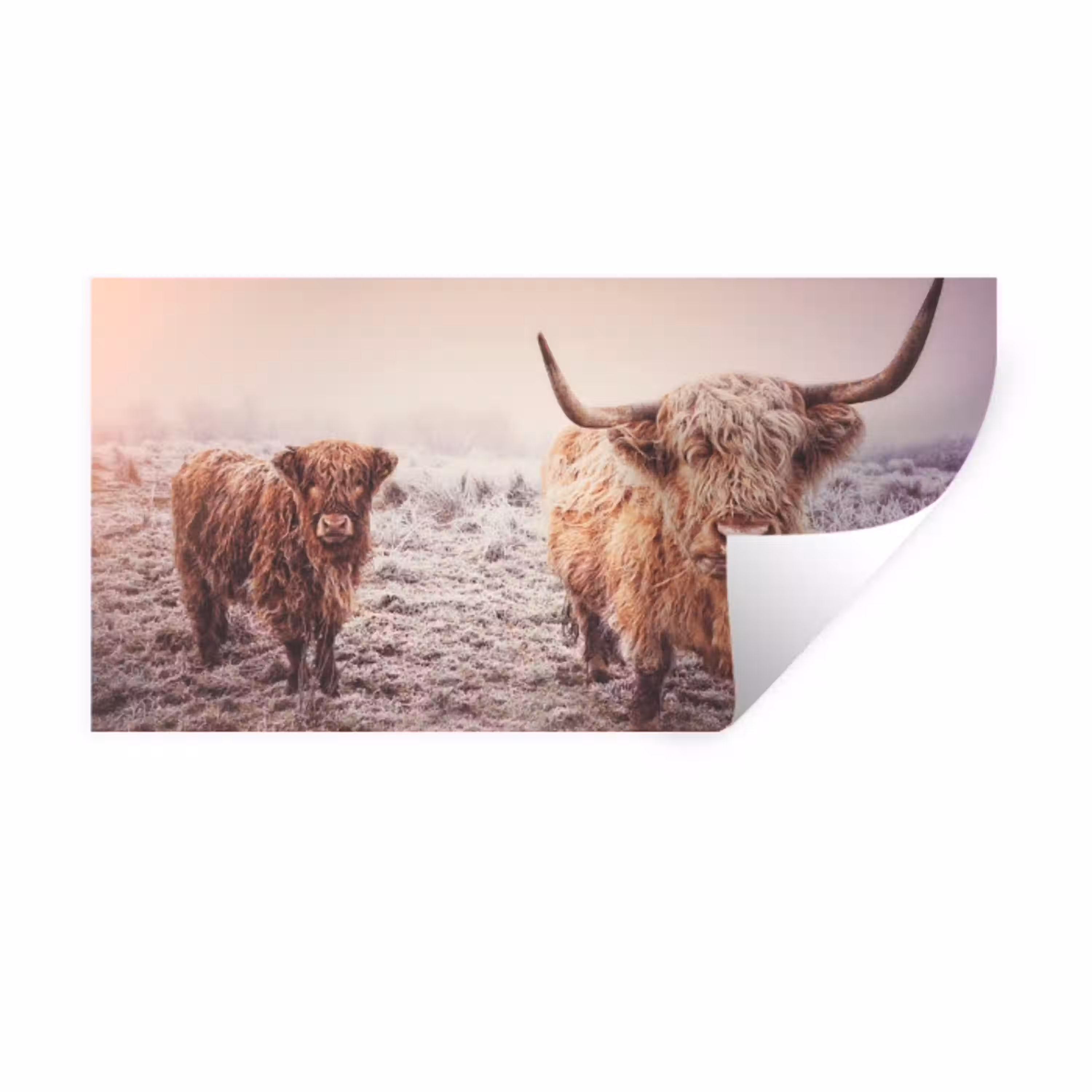 Schotse hooglanders - Licht - Lucht - Natuur Muursticker klein -3d