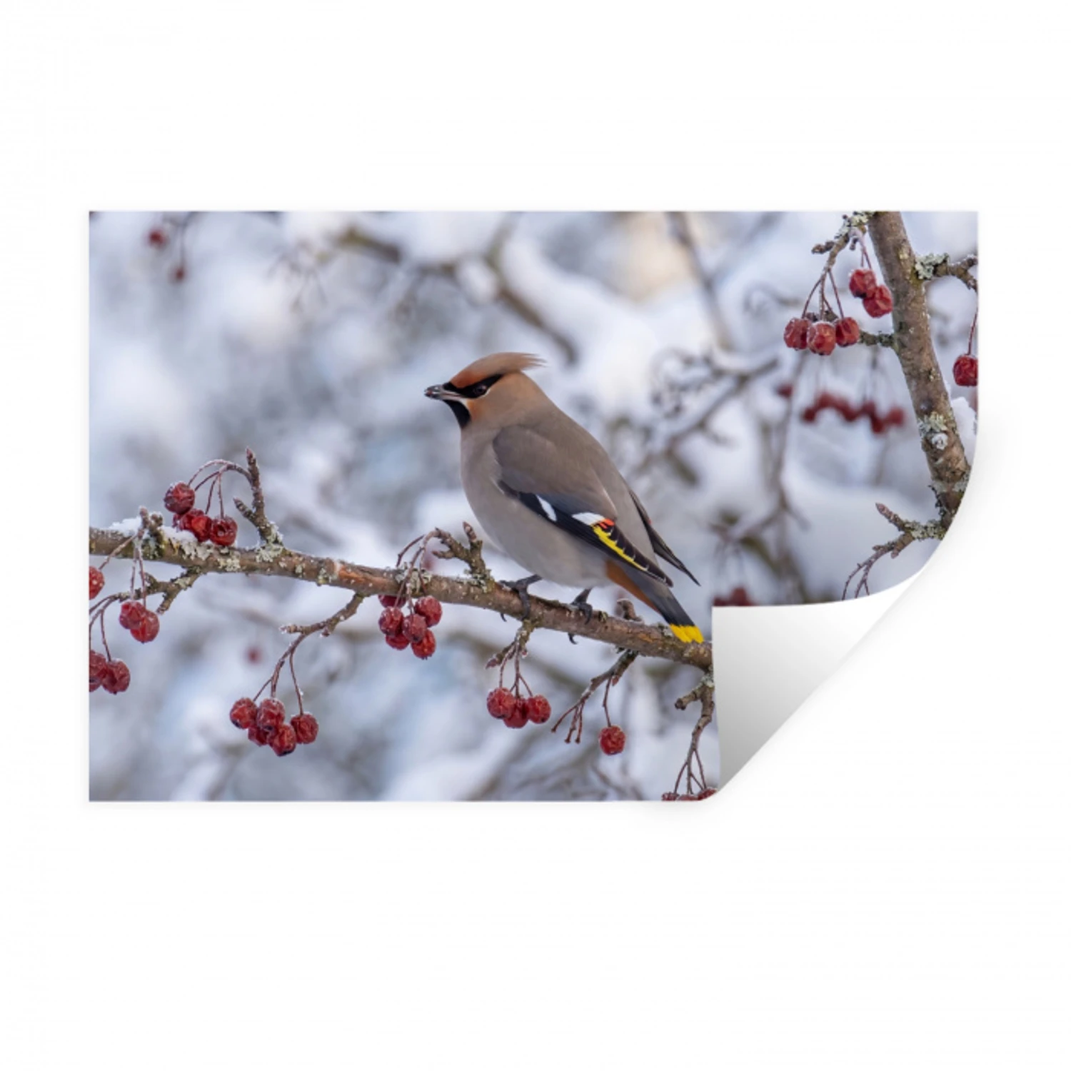 Pestvogel - Bessen - Winter - Natuur Muursticker klein -3d