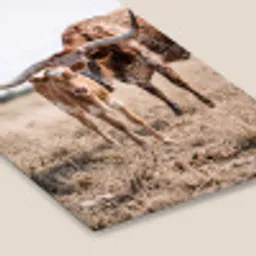 Texas Longhorn - Kalf - Weide - Dieren fotolijst zwart zonder passe partout klein -zsfeer6