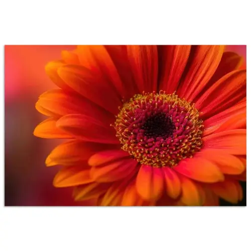 Oranje - Gerbera - Intens poster papier klein -3d