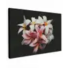 Bloemen - Roze - Zwart - Flora - Botanisch canvas 2cm klein -z3d