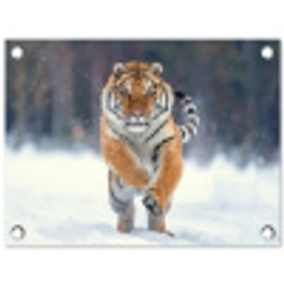 Tijger rennend door de sneeuw tuinposter los doek klein -3d