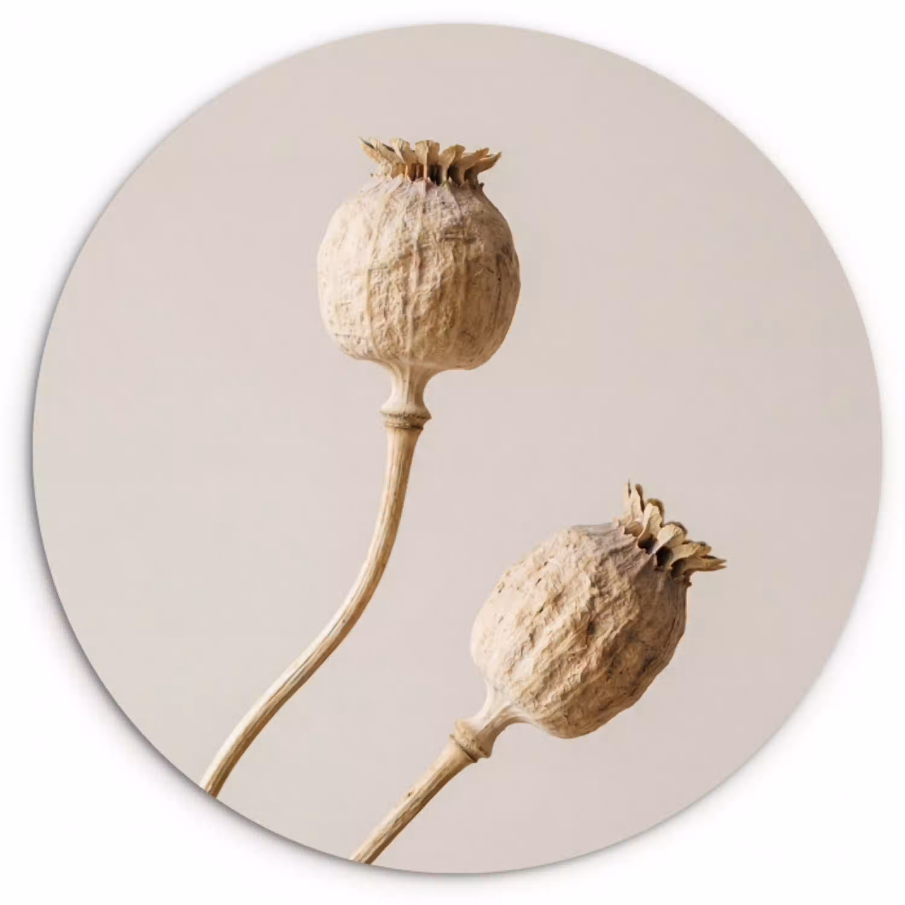 Papaverbollen - Droogbloemen - Minimalistisch - Beige - Rustig Wandcirkel kunststof plaat 5mm dik klein -3d