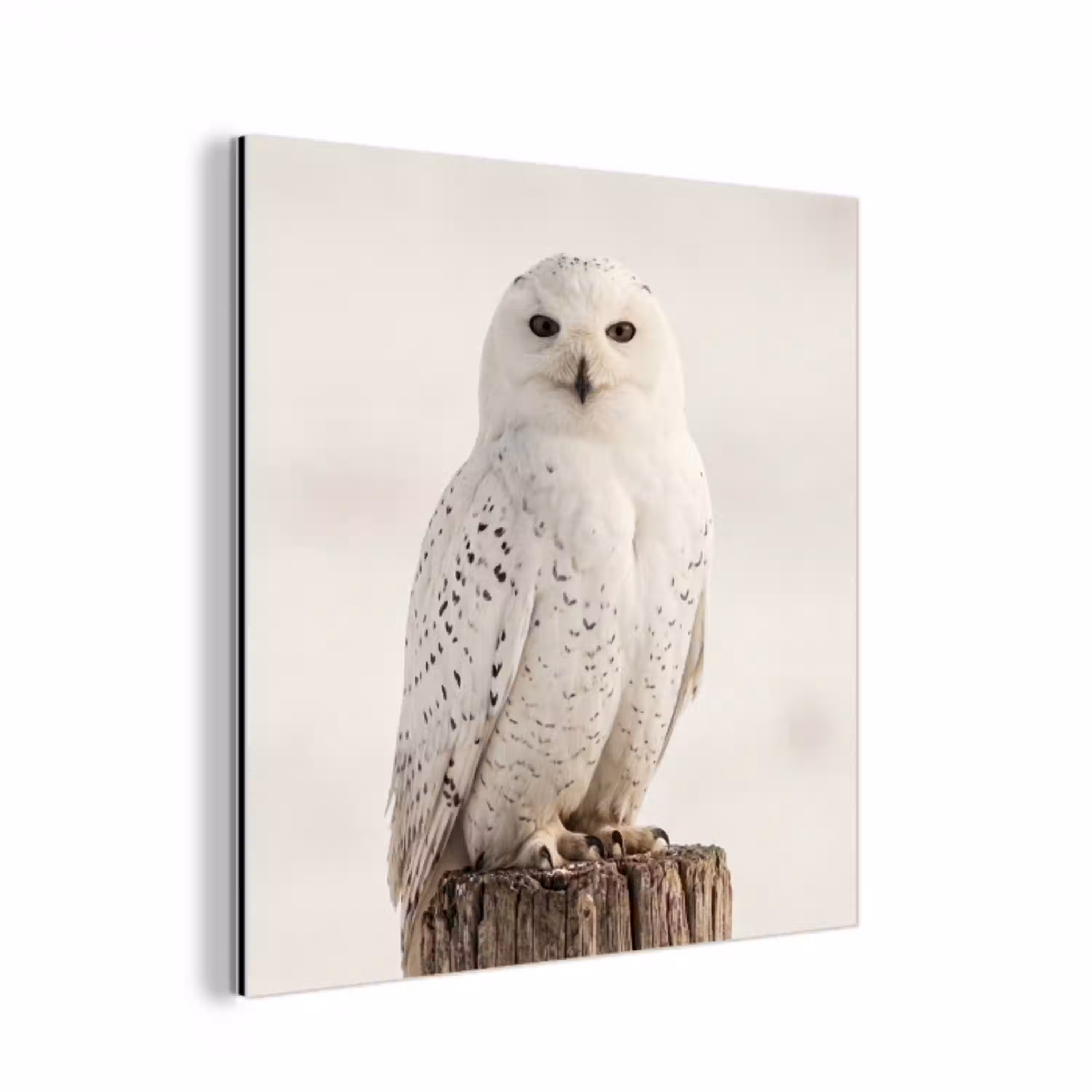 Sneeuwuil - Paal - Winter - Portret - Majestueus aluminium wit klein -3d