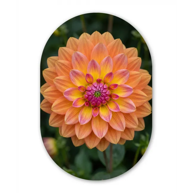 Muurovaal - Dahlia - Bloem - Oranje