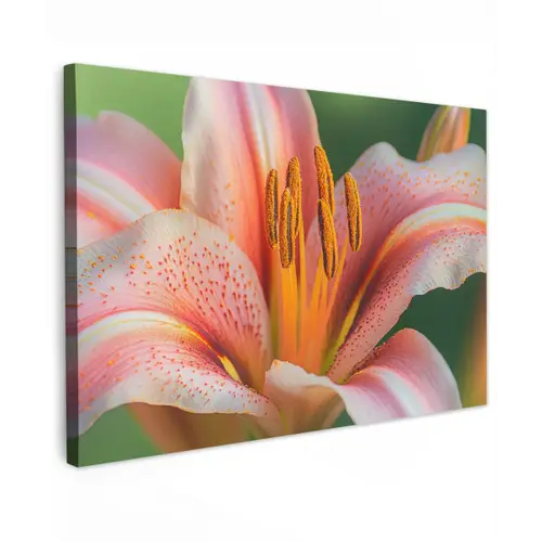 Lelie - Close up - Lichtroze Tuinposter op houten frame 2 cm dik klein -3d